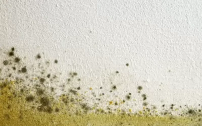 Key Facts About Mould in the Workplace